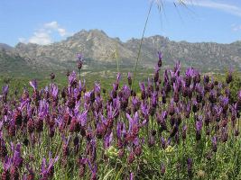 anklicken zum Vergr&ouml;�ern - click to enlarge